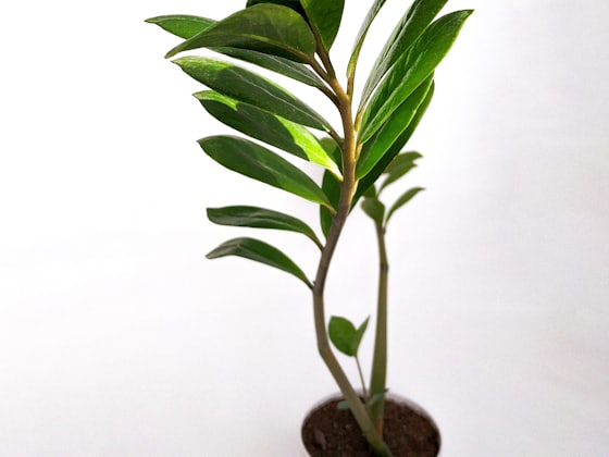 Pianta Zamioculcas in vaso su fondo bianco